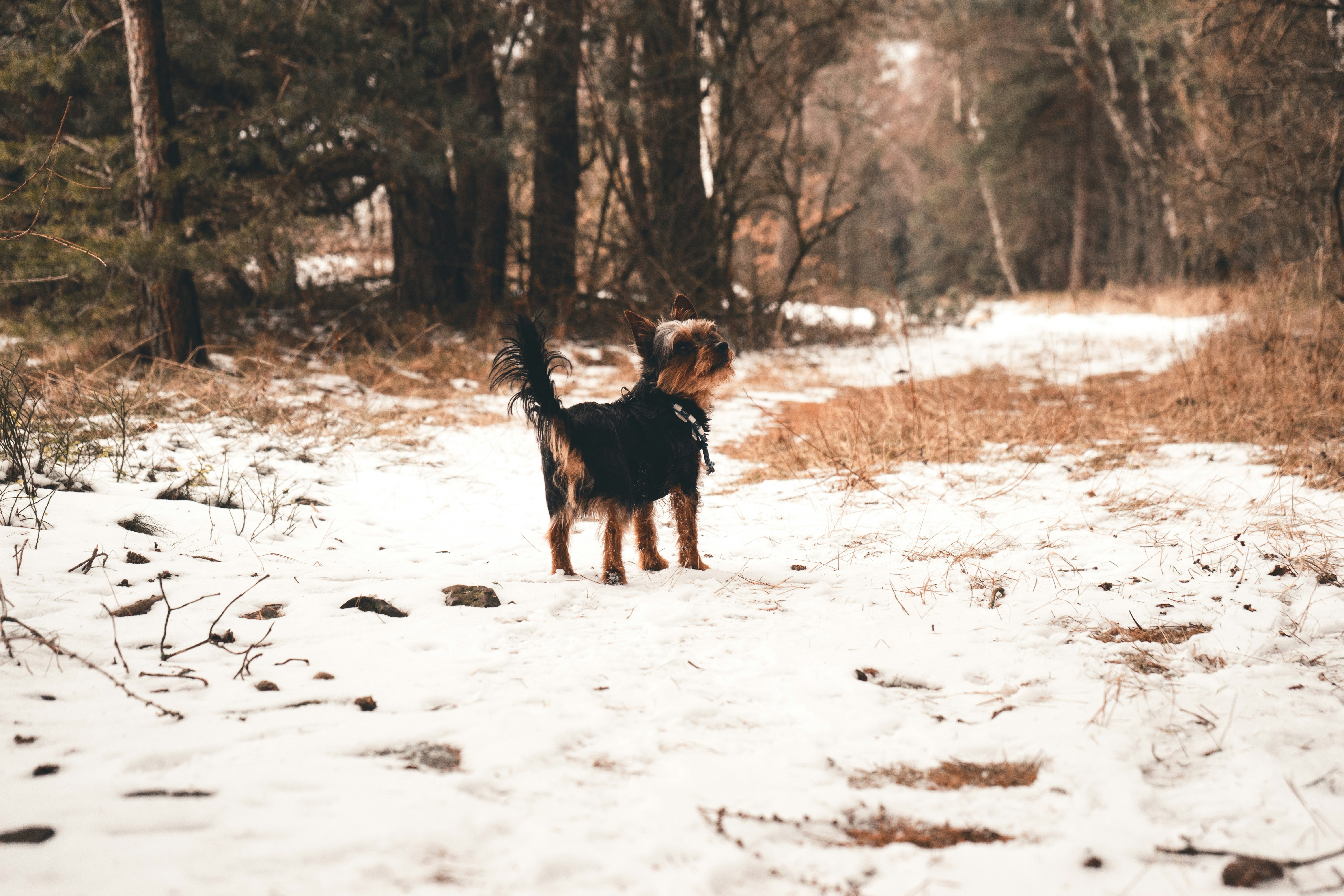 black and tan Yorkshire Terrier standing on snow surrounded by trees during daytime
